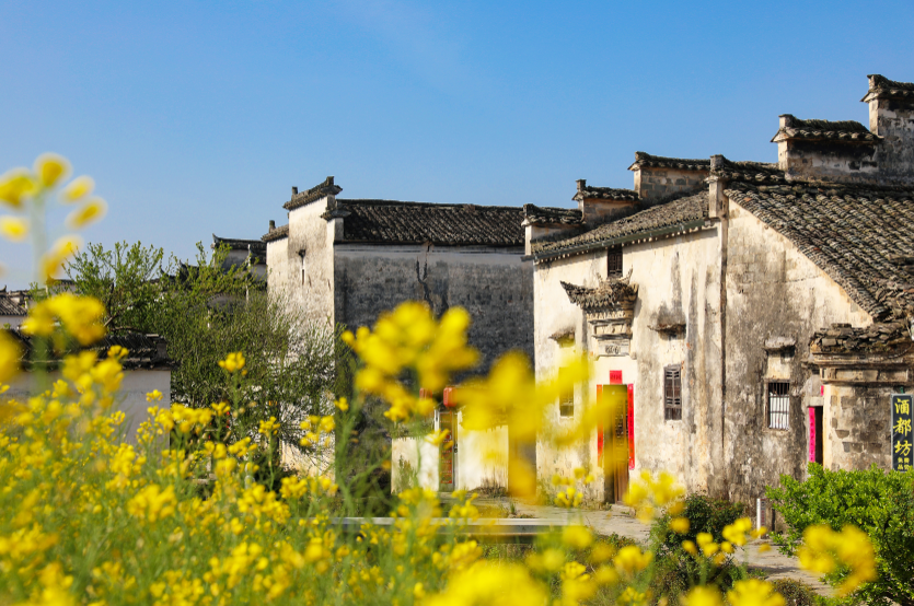 中国最美油菜花田有哪些？这条黟县古村赏花线值得专门走一趟