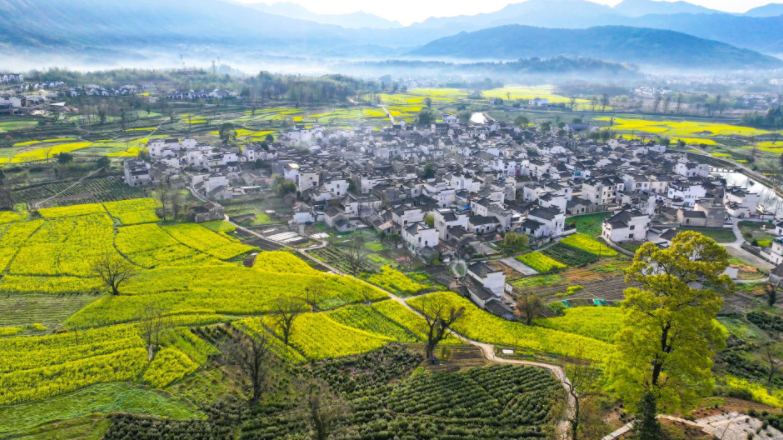 中国最美油菜花田有哪些？这条黟县古村赏花线值得专门走一趟