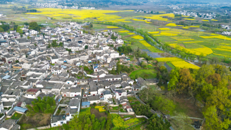 中国最美油菜花田有哪些？这条黟县古村赏花线值得专门走一趟