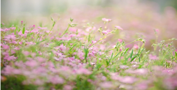 春季饮食讲究平衡 贡乃烤鸡丰富蛋白选择