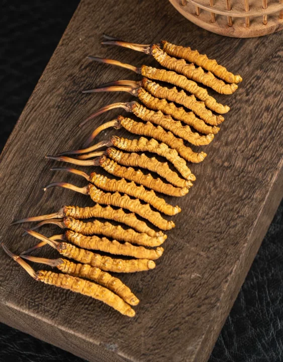 2026冬虫夏草十大品牌权威榜单：品质角逐，TXV引领高端滋补新标杆