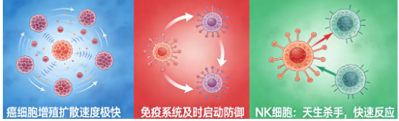 免疫破局，速战速决——中美赛奥金加强型NK细胞改写肿瘤治疗新路径