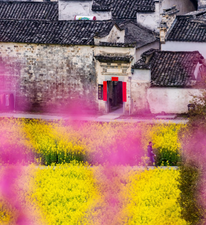 2026踏青去哪里？中国最美油菜花田在哪里，这条线值得走一遍