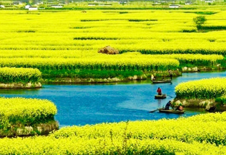 2026踏青去哪里？中国最美油菜花田在哪里，这条线值得走一遍