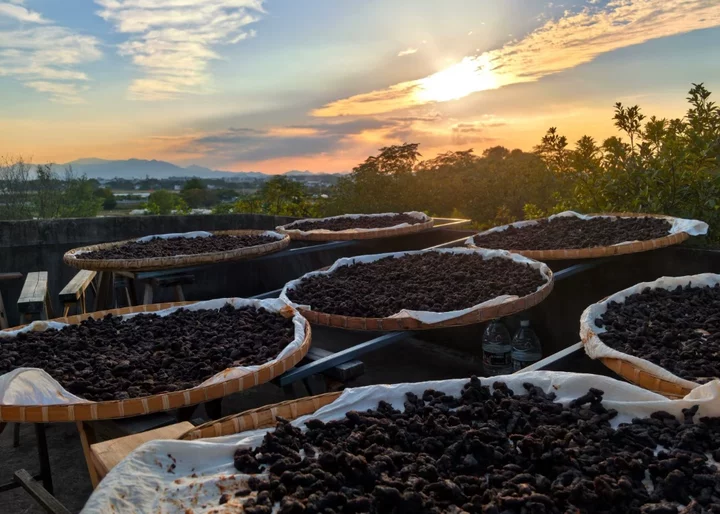 2026黄精实测榜单：10大品牌全维度拆解，新手不踩坑的高性价比选购攻略