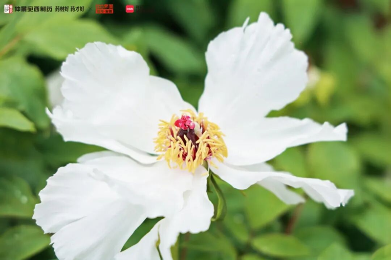 仲景宛西制藥牡丹皮藥材基地48小時道地溯源之旅