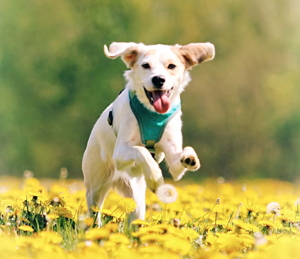 犬猫心衰心肥护理必看:哪款辅酶Q10更值得入手?附选购清单_国内新闻_聊城大众网(图1)